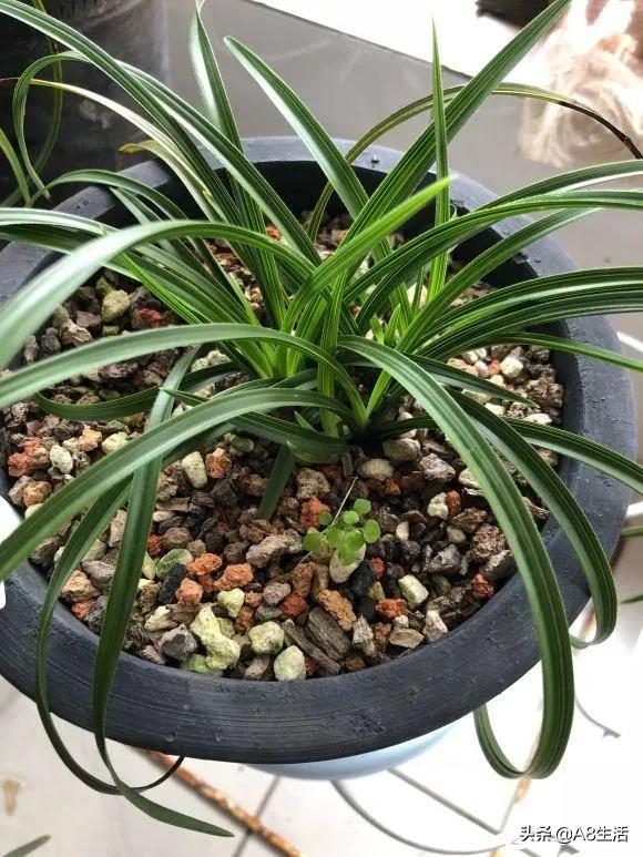 每日一品兰花价格,每日一品茶叶