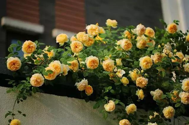 这5种花不仅好看好闻还能食用,北方易养的四季开花的木本花