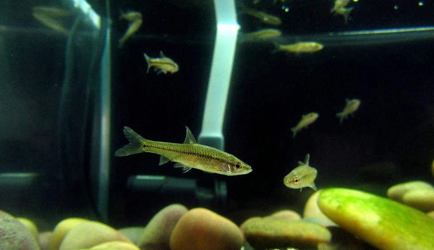 养滩涂鱼生态缸,溪流野采观赏鱼