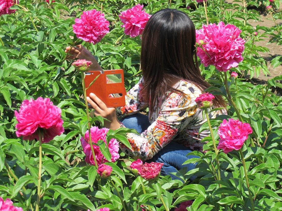 五月花神芍药花，在北京这个公园肆意绽放，门票仅10元