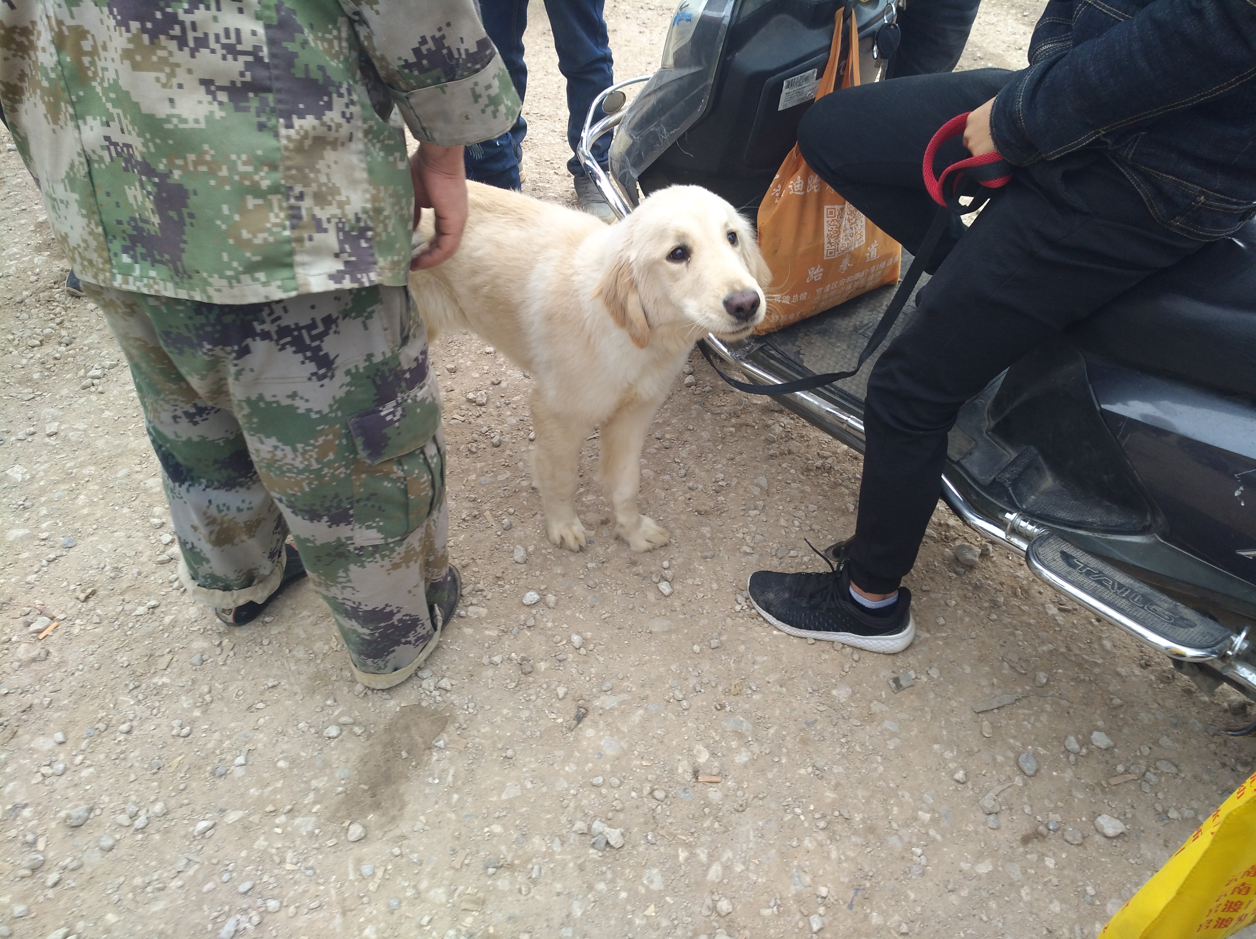 附近金毛出售近期,金毛出售1500元