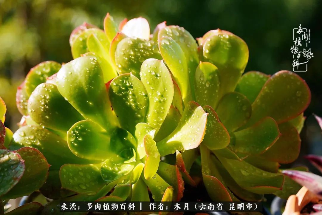 浅冬多肉，终有美好在等候