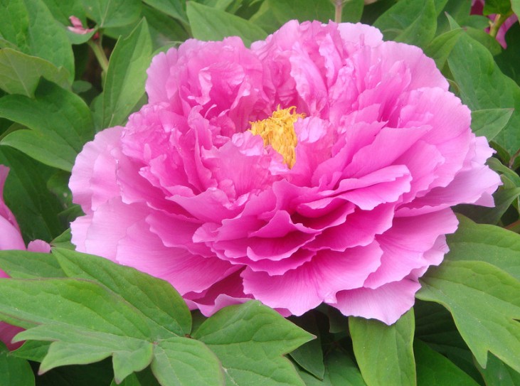 大家在养护牡丹花的时候，叶片出现发黄怎么处理，锋哥给你解读