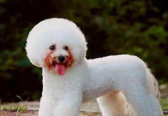 这些狗是“笑面狗”,它犯错了,你也不舍得打