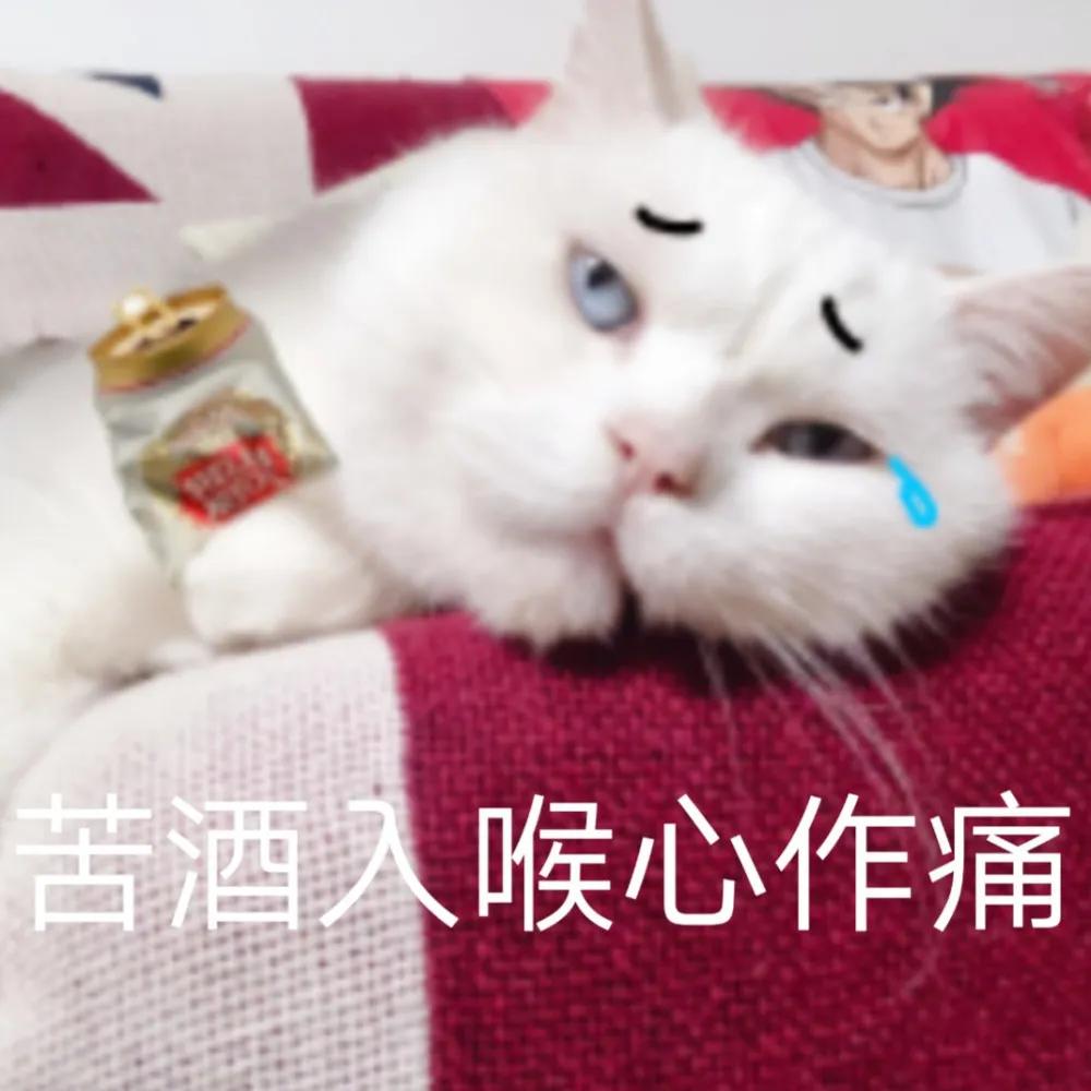 猫吃完药之后吐白沫是什么原因,猫吃完药吐白沫正常吗