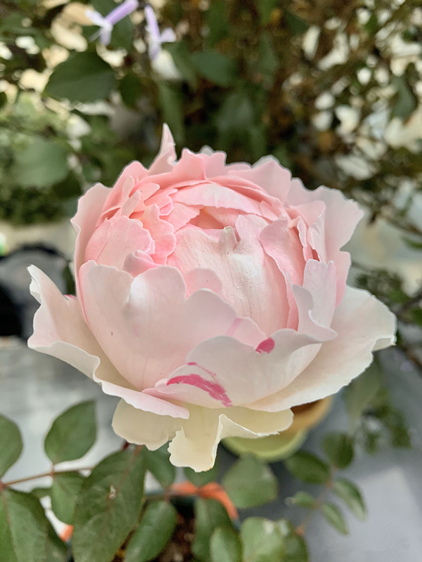 伊芙钱特玛丽秋花奶白,伊芙钱特玛丽是什么颜色