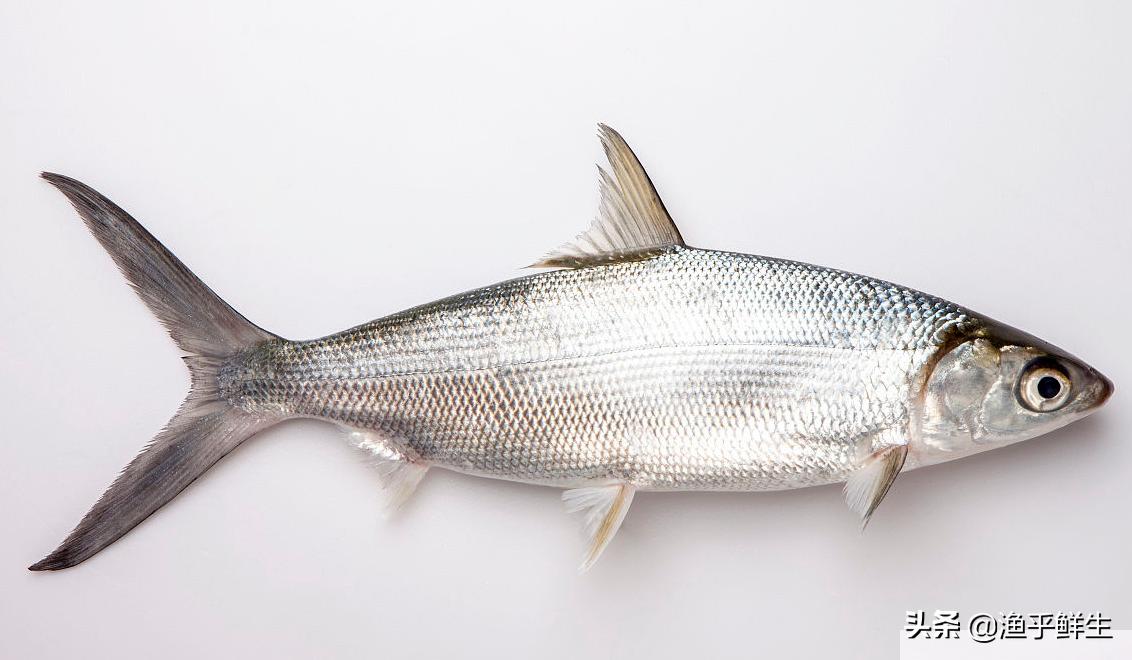 全国十大海鲜排名,中国海鲜十大产地排名最新