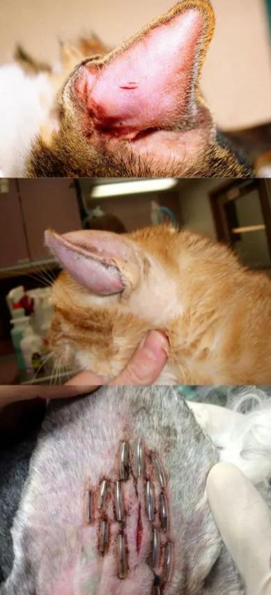 猫耳螨都把耳朵抓出血了怎么办,猫耳朵耳螨结块