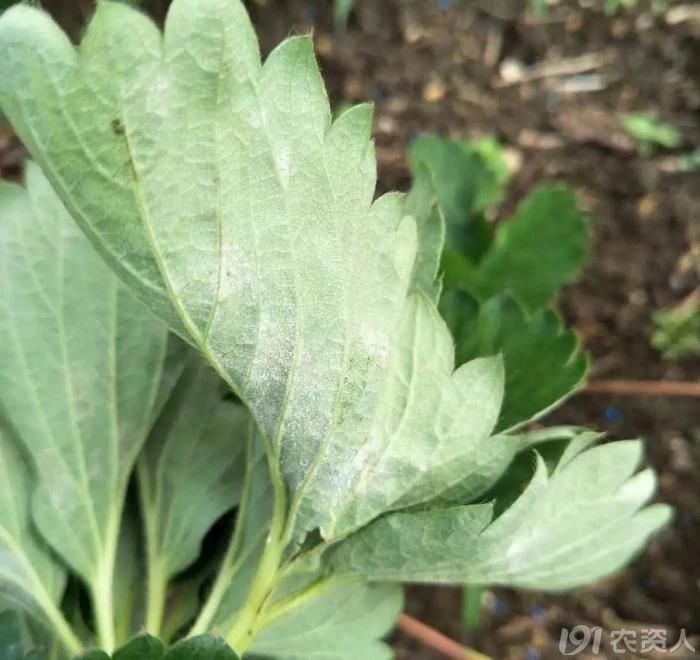 草莓白粉发病条件,草莓白腐病发病