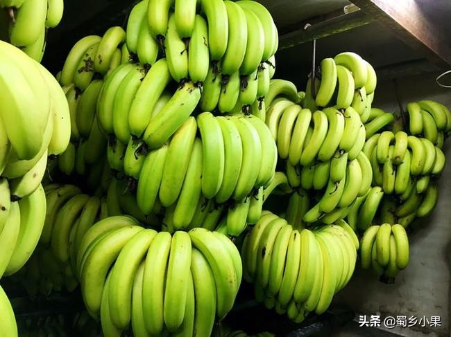 香蕉有哪些形状,现在香蕉和已经灭绝的香蕉品种