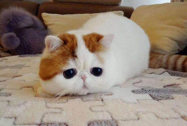 盘点宠物布偶猫,世界上最可爱的猫咪布偶猫