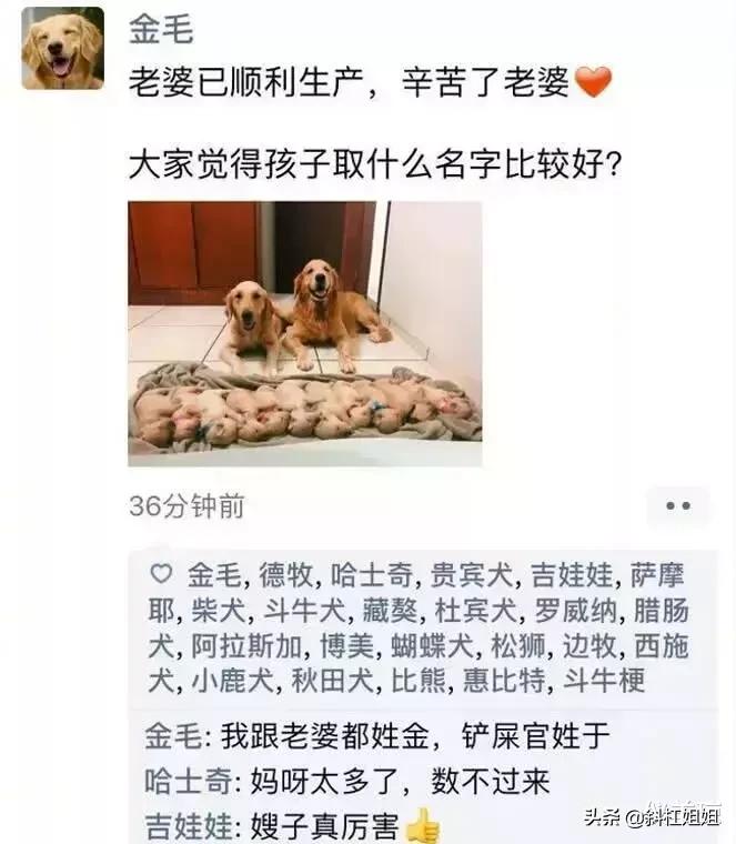 假如狗也有朋友圈,假如狗狗也有朋友圈