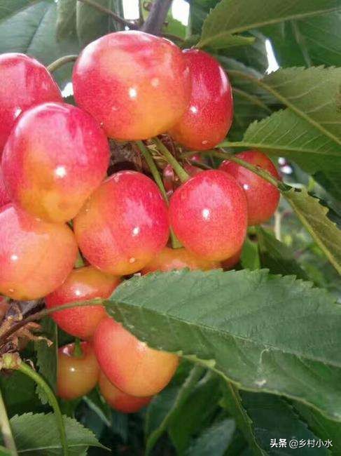 最权威的大樱桃栽培技术,樱桃好吃树难栽教学
