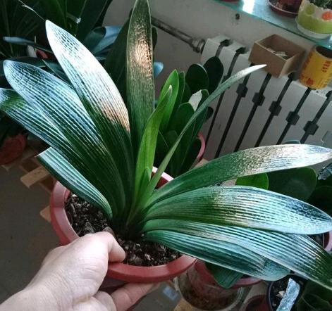 家养君子兰注意事项和养护,新人养君子兰注意事项