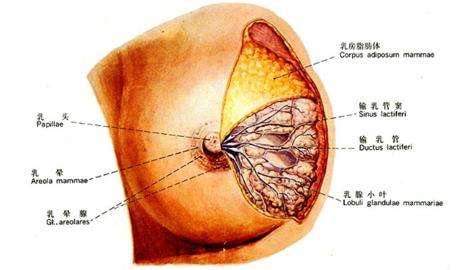 生完宝宝以后很讲究宝宝饮食,生完宝宝注意事项