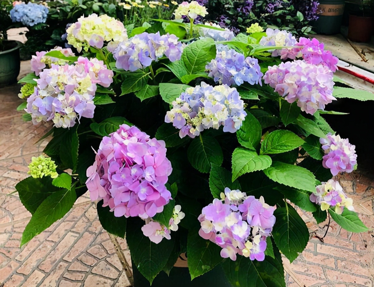 人养花一时养人一生,人养花同时花也养人