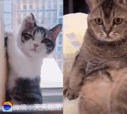 搞笑短视频段子15秒,搞笑动图gif图片网站