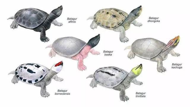 岁月是把杀猪刀？龟的成长中谁的变化大