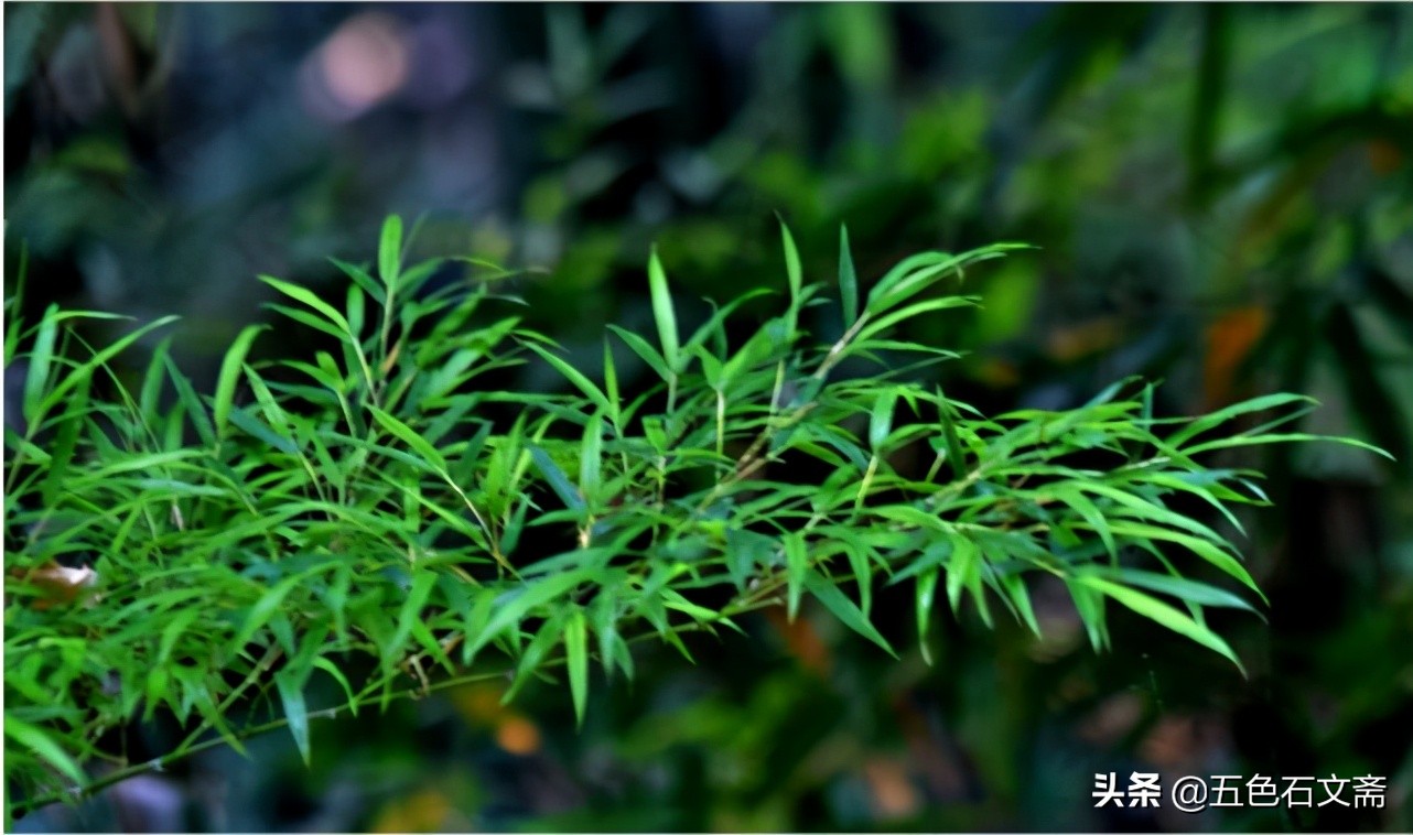 书香心韵（一）：话书