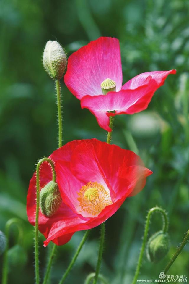 大美新蔡生态水城,大美新蔡等你来