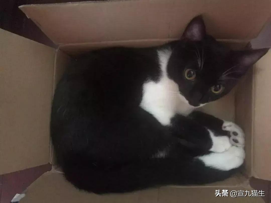 怎么判断猫咪体内有没有异物,你知道如何挑选一只健康的猫咪吗