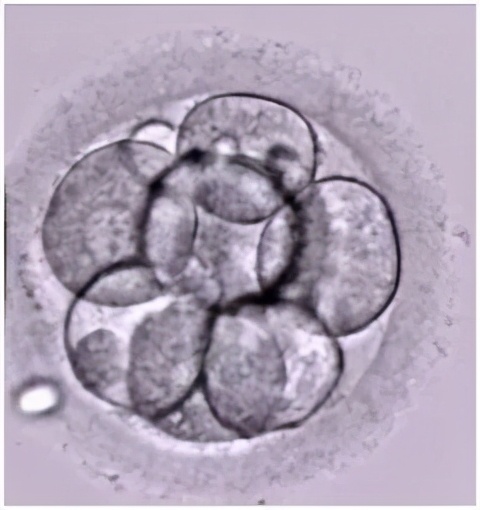 雄风再起全部视频,雄风再起完整版原唱