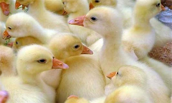 小鹅瘟怎么预防,小鹅瘟临床有何防治措施