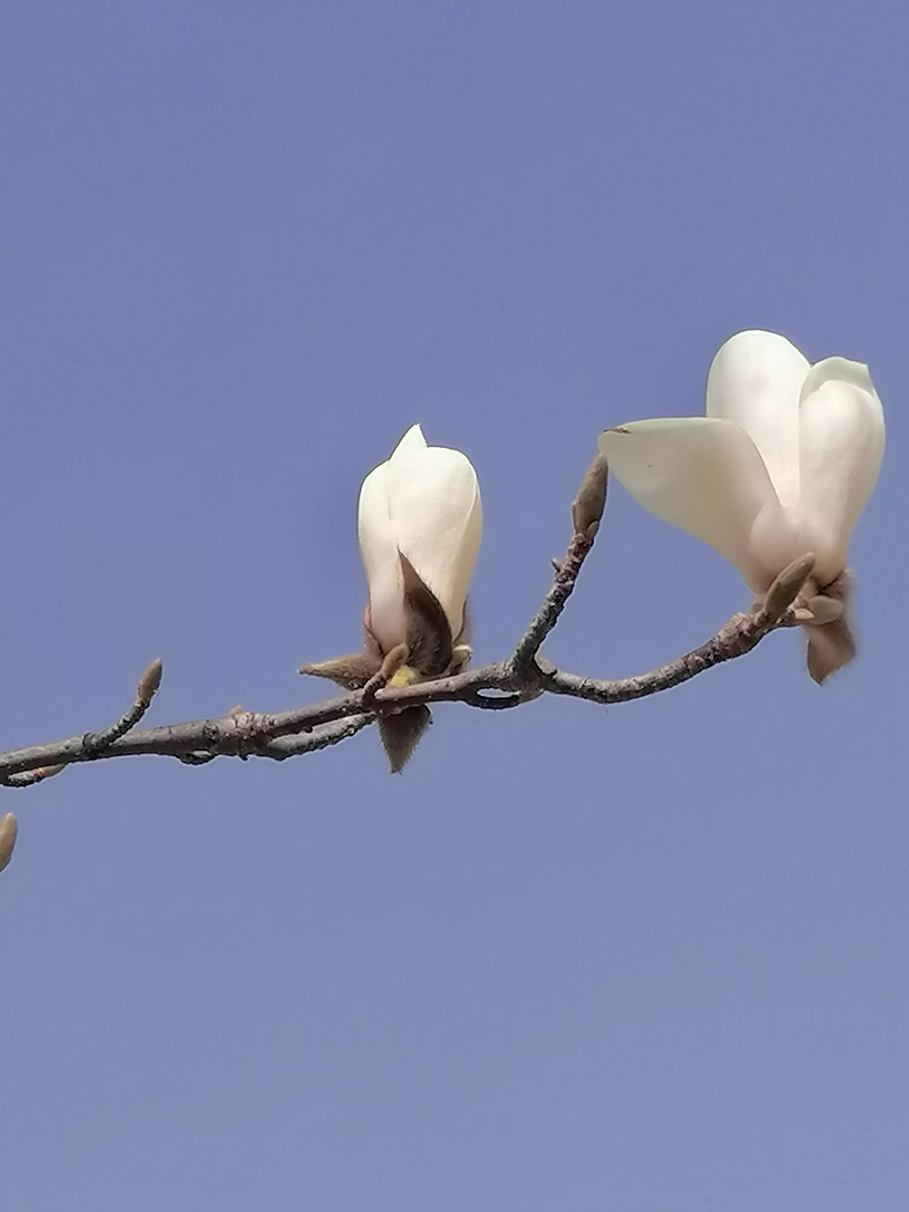 咏玉兰二首其二,咏玉兰全诗