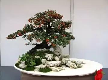 想做盆景的可以做什么,想做盆景有前途吗