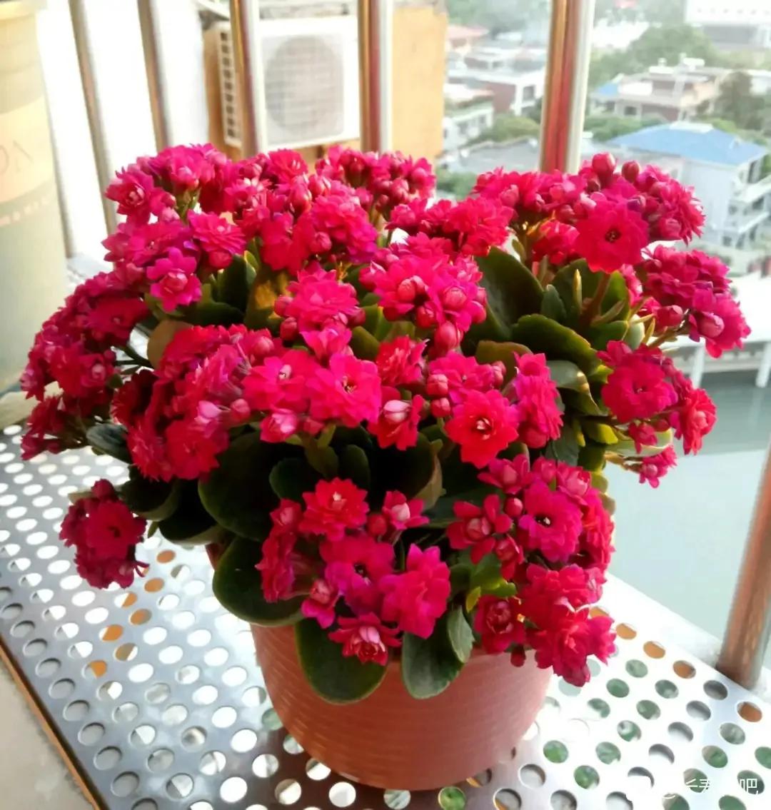 长寿花单瓣品种大全,长寿花100种颜色图片