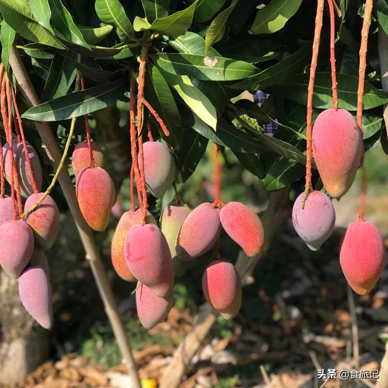 海南贵妃树上熟芒果,海南贵妃芒自然熟
