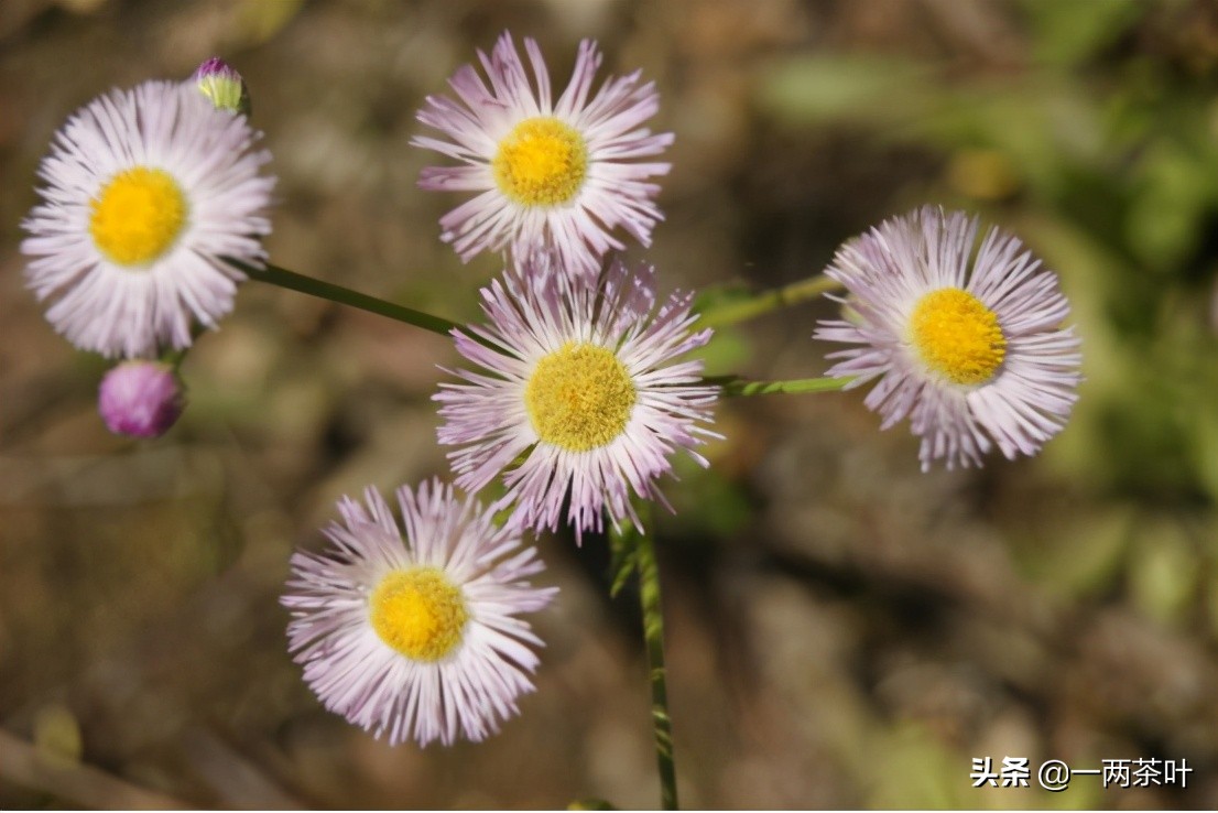 豆枕哪里的方言,豆枕方言