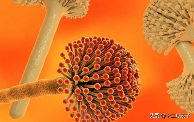 冰箱黄曲霉菌致癌物,黄曲霉真菌对人体危害