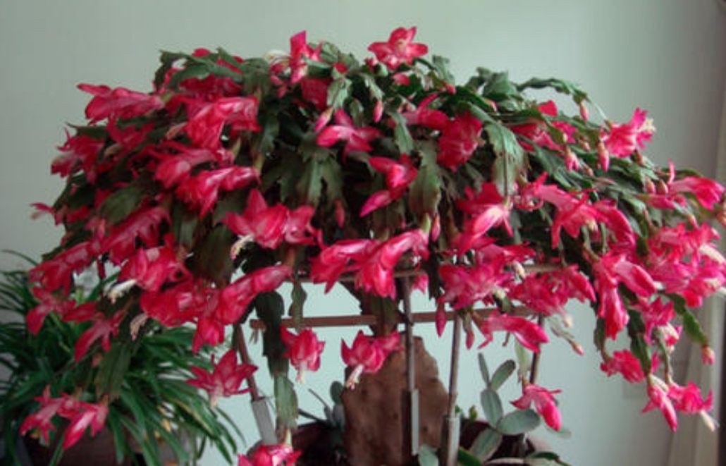 冬天要怎么养护花卉呢,冬季养花注意事项大全视频