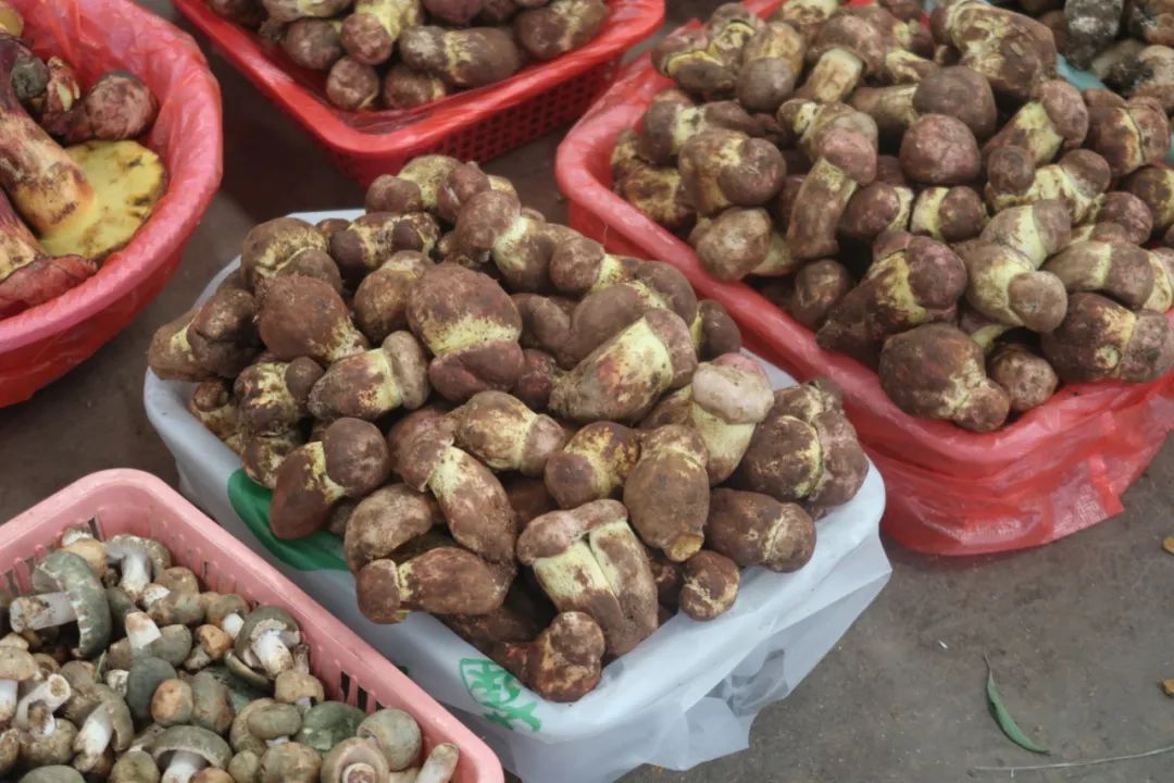 鏄嗘槑瑗垮北鍖鸿彍甯傚満,鏄嗘槑瑗垮北鍖烘槬澶忕鍐彍甯傚満