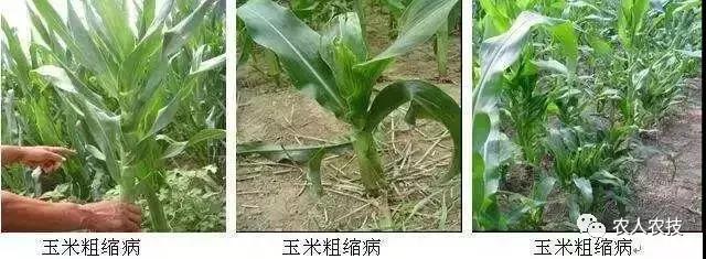 玉米苗期病害大全,玉米苗期常见病虫害汇总