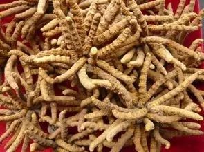 北方农业种植致富项目,农业种植致富项目有什么