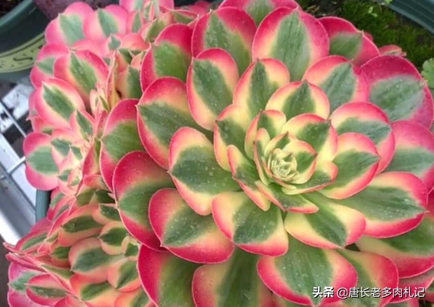 粉女巫和美杜莎法师哪个容易养,多肉法师红女巫和粉女巫区别