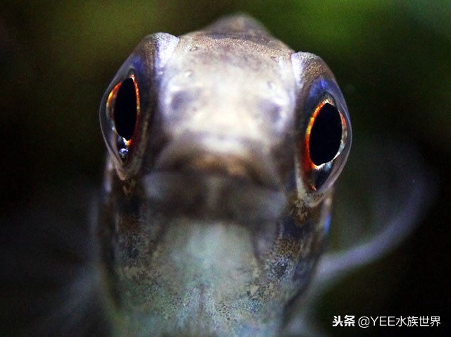 水草缸水草怎么选择,水草缸养鱼注意事项有哪些