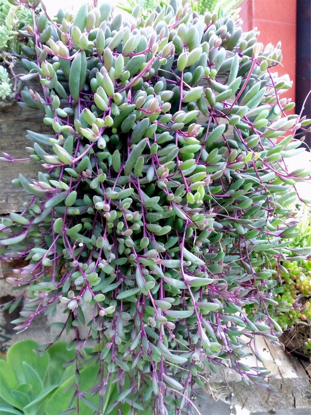 小盆栽多肉10个,5种多肉爱爆盆