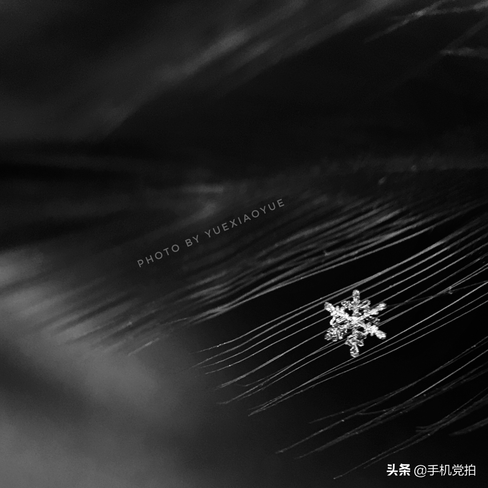 手机拍摄雪花的正确方法,手机拍雪花微距