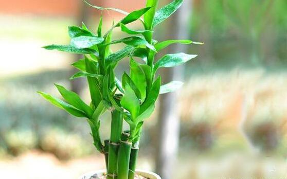 在家养花用的药,养花常见的虫子用什么药