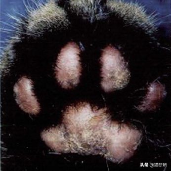 每天15分钟,医生手把手教你做17项猫咪全身检查