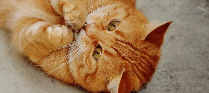 家里有蟑螂猫吃蟑螂吗,家里有蟑螂不能用蟑螂药吗