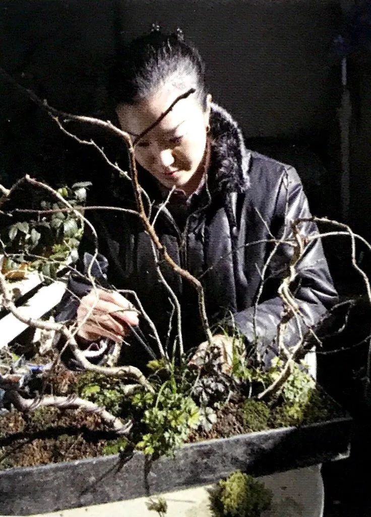 树桩盆景生病了别心慌,八九不离十是这几种病虫害祸害的