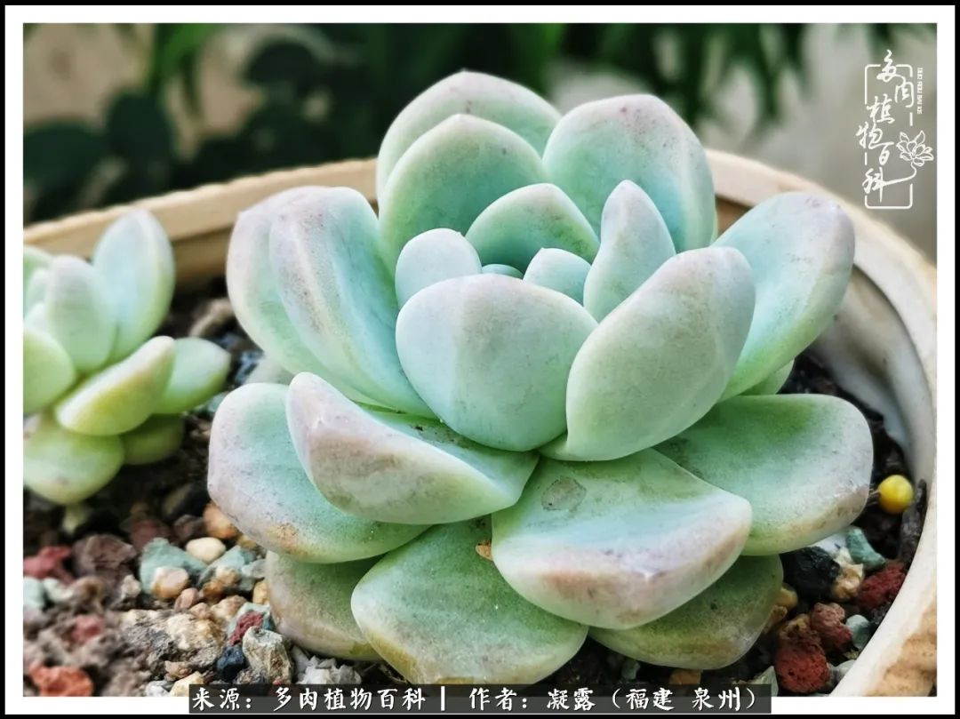 多肉日记严选,多肉日记大全100字