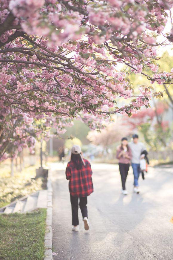 这所学院竟然诞生了中国第一头克隆牛，你敢想象吗？