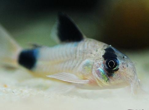 12种温柔的淡水观赏鱼,有意思的淡水鱼观赏鱼