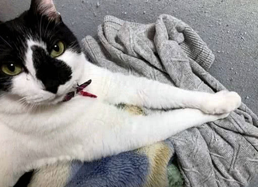 猫咪动作非常缓慢,猫咪动作异常