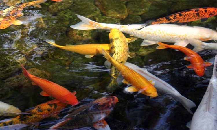 锦鲤十大网络用语,锦鲤网络用语100条